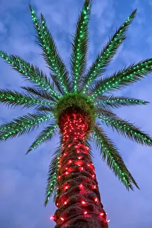 Festive Prints: Christmas lights on a palm tree