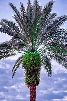Festive Prints: Christmas lights on a palm tree