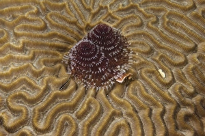 Quintana Roo Prints: Christmas Tree Worm, Brain Coral and Goby, Puenta Gruesa, Sian Ka an Biosphere Reserve