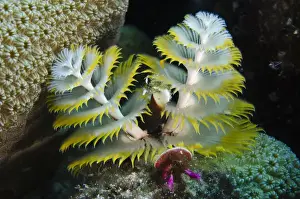 Christmas Tree Worm (Spirobranchus giganteus) on Star Coral (Montastraea cavernosa)