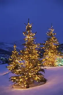 Christmas trees, Park City, Wastch Mountains, Utah