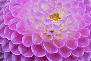 Images Dated 6th November 2005: Chrysanthemum flower decorating grave site in cemetery, Appenzeller, Switzerland