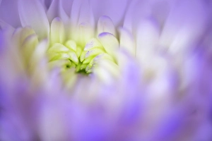 Chrysanthemum Prints: Chrysanthemum flower opening up, Kentucky