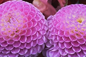 Images Dated 6th November 2005: Chrysanthemum flowers decorating grave sites in cemetery, Appenzeller, Switzerland