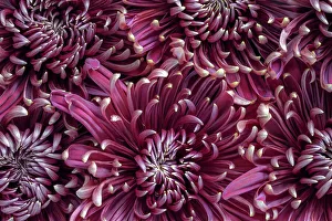 Cheerful Prints: Chrysanthemums (mums)