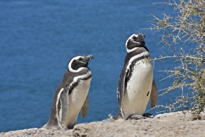 Images Dated 3rd January 2009: Chubut Province, Argentina. Peninsula Valdes, Unesco World Heritage Site