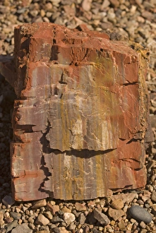 Badland Prints: Chunks of petrified wood, once buried by silt, mud, and volcanic ash, lie strewn
