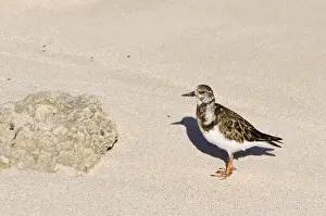 Images Dated 6th April 2011: Church Bay Park, Bermuda. Ruddy Turnstone (Arenaria interpres)