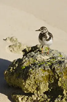 Secluded Prints: Church Bay Park, Bermuda. Ruddy Turnstone (Arenaria interpres)