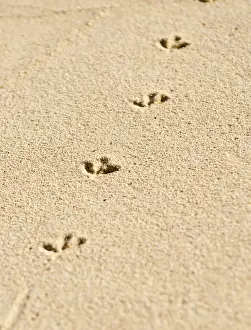 Secluded Prints: Church Bay Park, Bermuda. Tracks of a Ruddy Turnstone (Arenaria interpres)
