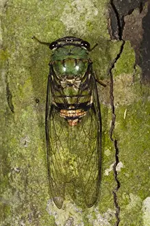 Images Dated 8th October 2010: Cicada (Cicadidae) Napo River bordering Yasuni National Park, Amazon Rainforest