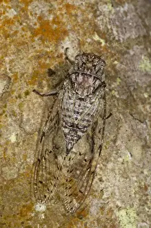 Images Dated 8th October 2010: Cicada (Cicadidae) Napo River bordering Yasuni National Park, Amazon Rainforest