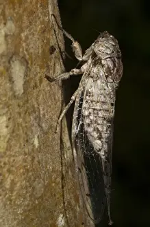 Images Dated 8th October 2010: Cicada (Cicadidae), Napo River bordering Yasuni National Park, Amazon Rainforest, Ecuador