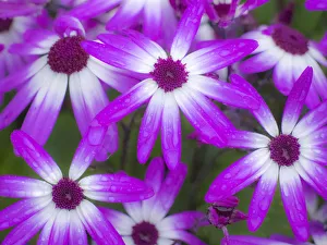 Images Dated 12th May 2017: Cineraria plants with bright colors
