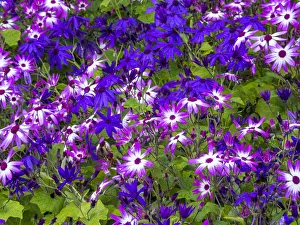 Victoria Prints: Cineraria plants with bright colors