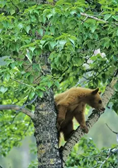 Adventurous Prints: Cinnamon colored black bear in aspen tree in Waterton Lakes National Park in Alberta