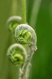 Cinnamon fern fiddleheads