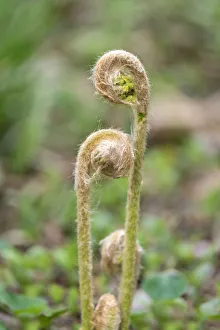 Cinnamon fern, USA