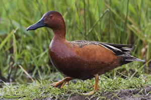 Teal Prints: Cinnamon teal drake