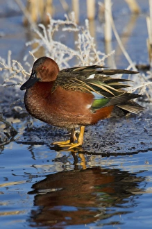 Wetlands Prints: Cinnamon Teal Drake on Ice