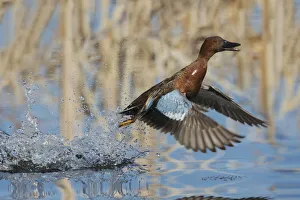 Cinnamon Teal Drake taking flight