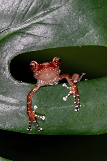 Images Dated 15th September 2024: Cinnamon tree frog