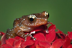 Images Dated 6th November 2010: Cinnamon Tree Frog, Nyctixalus pictus, Borneo