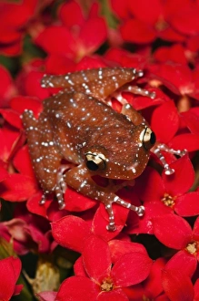 Images Dated 6th November 2010: Cinnamon Tree Frog (Nyctixalus pictus), Borneo
