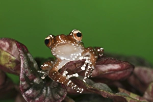 Images Dated 7th November 2010: Cinnamon Tree Frog (Nyctixalus pictus), Borneo