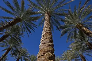 Marilyn Parver Prints: A circle of palm trees with a center dominate textured tree trunk against a bright