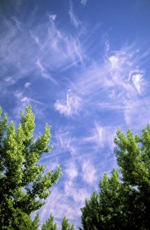 Fluffy Prints: Cirrus clouds