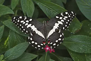 Citrus swallowtail butterfly Papilio demodocus Native to South Africa