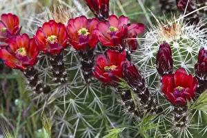 Images Dated 17th April 2009: Claret Cup cactus blooms in desert setting near Zion National Park in Utah
