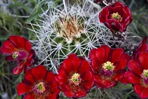 Images Dated 17th April 2009: Claret Cup cactus blooms in desert setting near Zion National Park in Utah