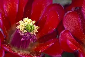 Images Dated 17th April 2009: Claret Cup cactus blooms in desert setting near Zion National Park in Utah