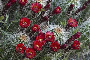 Images Dated 17th April 2009: Claret Cup cactus blooms in desert setting near Zion National Park in Utah