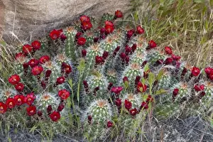 Claret Cup cactus blooms in desert setting near Zion National Park in Utah