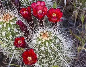 Images Dated 17th April 2009: Claret Cup cactus blooms in desert setting near Zion National Park in Utah