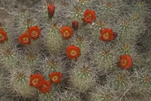 Images Dated 26th October 2006: Claret Cup Cactus (Echinocereus triglochidiatus), Joshua Tree National Park, California