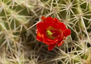 Spin Prints: Claret-cup cactus just opening, Echinocereus coccineus, Albuquerque Golden Openspace