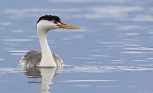 Wetlands Prints: Clarks Grebe