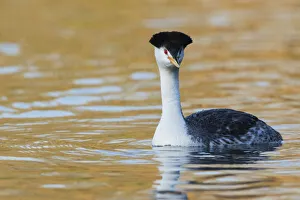 Clarks Grebe