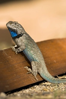 Images Dated 17th May 2006: Clarks Spiny Lizard, Sceloporus clarkii, found hunting for insects. SW Arizona, USA