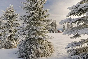 Kalispell Prints: Classic red barn and snow scene, Kalispell, Montana