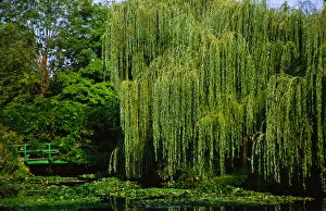 Images Dated 22nd March 2006: Claude Monets garden pond in Giverny, France