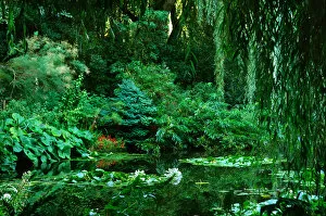 Images Dated 22nd March 2006: Claude Monets garden pond in Giverny, France