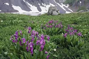 Images Dated 15th July 2007: Clear Lake with wildflowers in alpine meadow, Parrys Primrose, Primula parryi