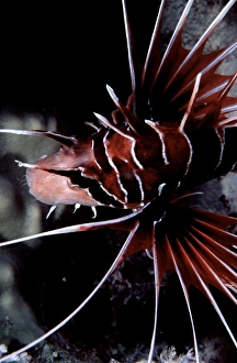 Sting Prints: Clearfin lionfish, Pterois radiata, at Siyull Island (Fury Shoal area), Red Sea, Egypt