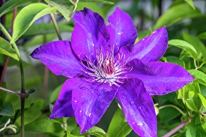 Clematis Prints: Clematis