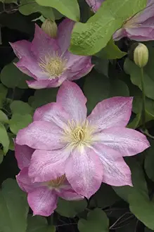 Flowering Plant Prints: Clematis Buttercup Family (Ranunculacaea) Pennsylvania, USA